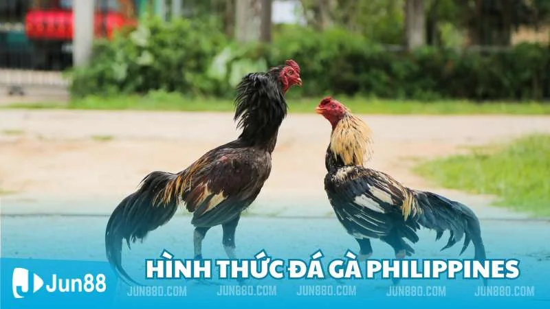 Đá gà Philippines - Hình thức cá cược phổ biến tại nhà cái Jun88 3 Các hình thức đá gà Philippines phổ biến