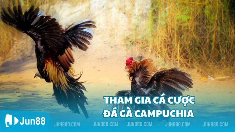 Tìm hiểu thông tin về đá gà Campuchia cùng nhà cái Jun88 4 Chi tiết các bước tham gia cá cược đá gà Campuchia