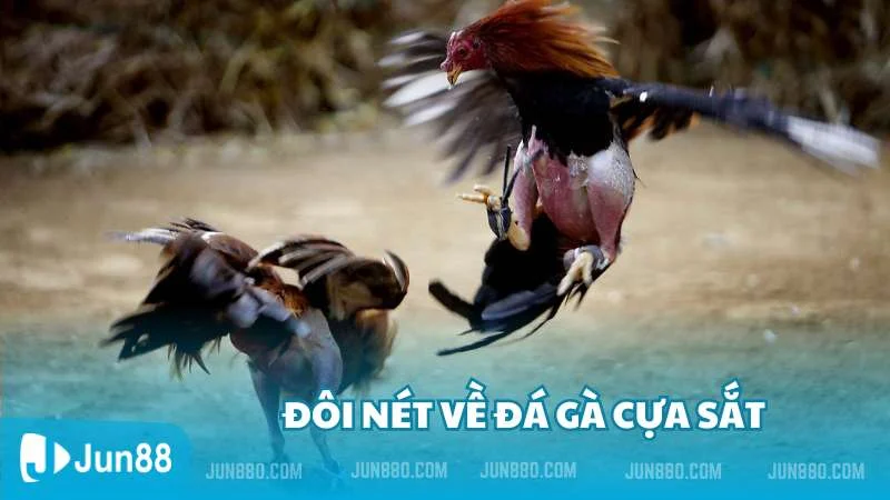 Đá gà cựa sắt đỉnh cao thắng lớn cùng Jun88 2 Đôi nét về đá gà cựa sắt