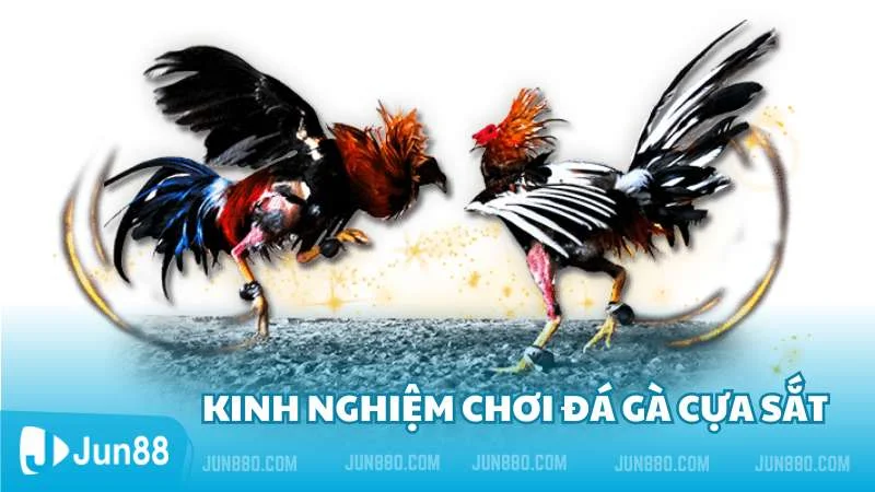 Đá gà cựa sắt đỉnh cao thắng lớn cùng Jun88 4 Kinh nghiệm chơi cá cược đá gà cựa sắt thắng lớn