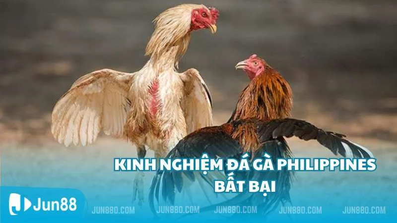 Đá gà Philippines - Hình thức cá cược phổ biến tại nhà cái Jun88 4 Kinh nghiệm chơi đá gà Philippines bất bại
