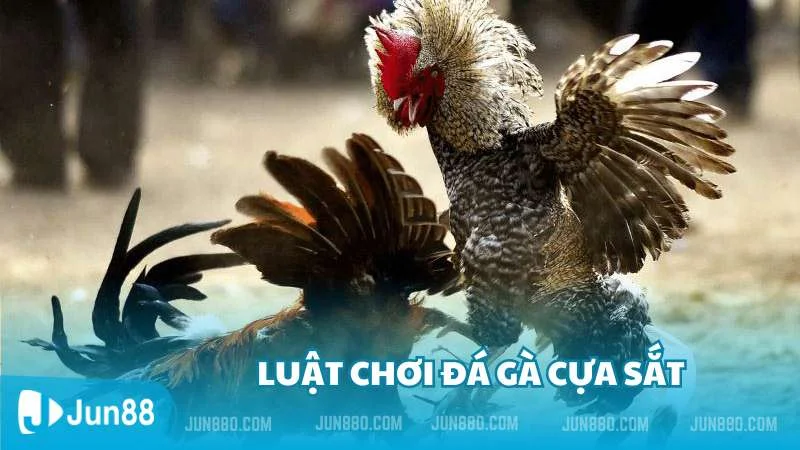 Đá gà cựa sắt đỉnh cao thắng lớn cùng Jun88 3 Luật chơi đá gà cựa sắt phổ biến