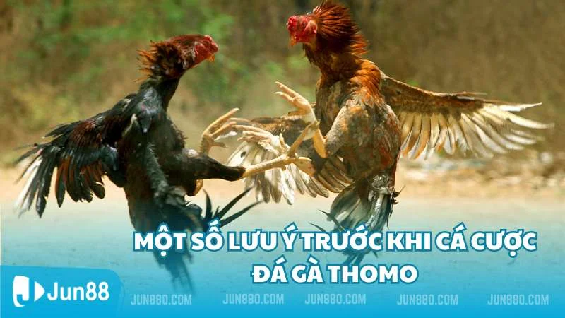 Đá gà Thomo và những thông tin xoay quanh nó 4 Một số lưu ý trước khi tham gia cá cược đá gà Thọmo