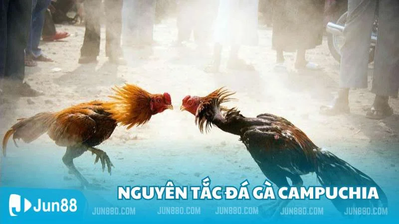 Tìm hiểu thông tin về đá gà Campuchia cùng nhà cái Jun88 3 Các nguyên tắc cơ bản trong đá gà Campuchia