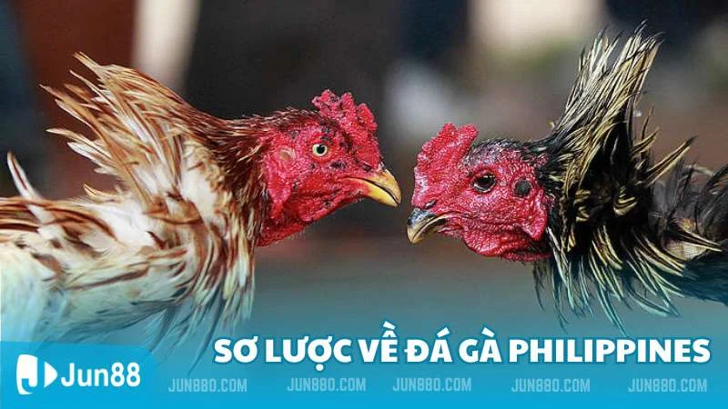 Đá gà Philippines - Hình thức cá cược phổ biến tại nhà cái Jun88 2 Sơ lược về hình thức đá gà Philippines