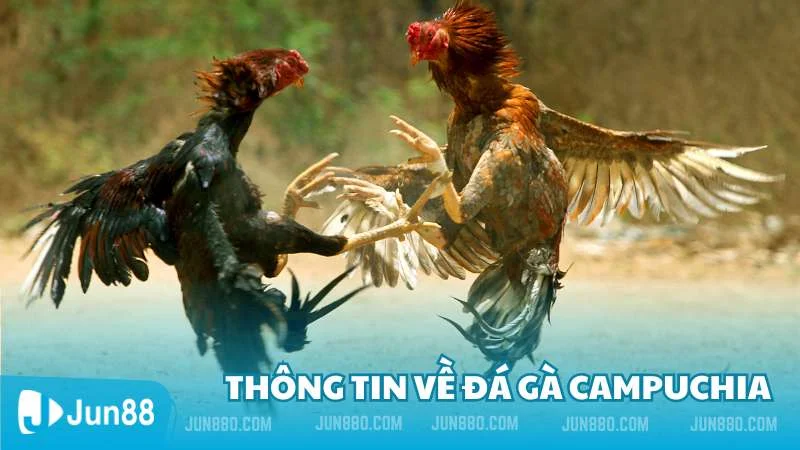 Tìm hiểu thông tin về đá gà Campuchia cùng nhà cái Jun88 2 Thông tin về đá gà Campuchia