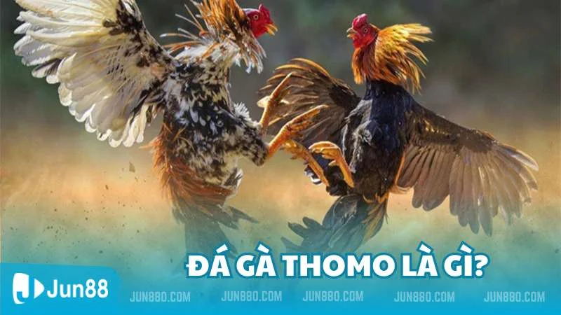 Đá gà Thomo và những thông tin xoay quanh nó 2 Tìm hiểu về đá gà Thomo