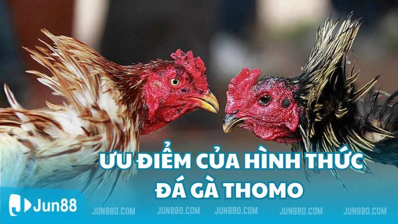Đá gà Thomo và những thông tin xoay quanh nó 3 Ưu điểm của loại hình đá gà Thomo