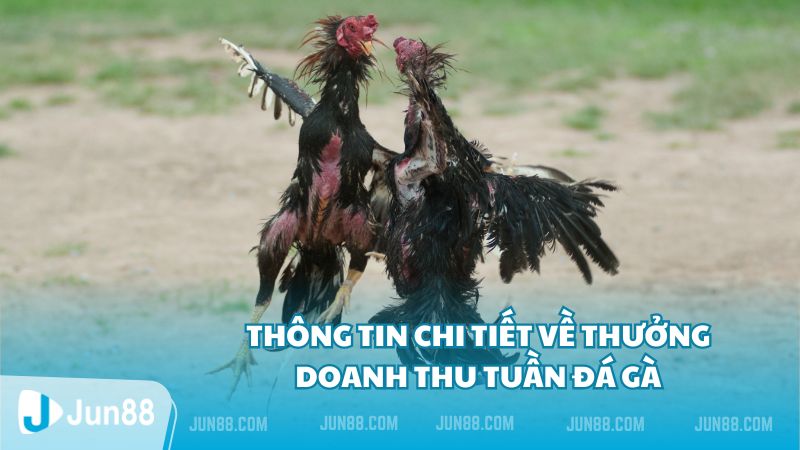Thưởng doanh thu tuần đá gà - Jun88 thưởng nóng không giới hạn 3 Thông tin chi tiết về thưởng doanh thu tuần đá gà