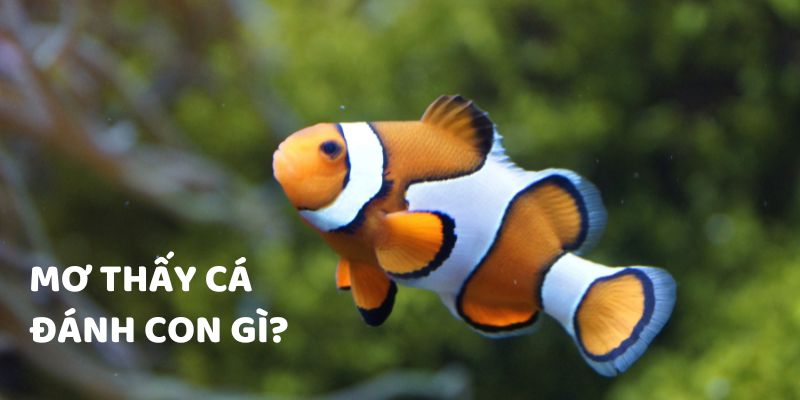 Giải Mã Giấc Mơ Lô Đề Đầy Đủ, Chính Xác Nhất Hiện Nay 3 giac mo lo de thay ca danh con gi